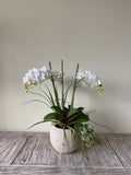Orquideario con Mini Phalaenopsis y Follajes Artificiales en Base Cantera