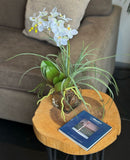 Orquideario con Mini Phalaenopsis y Follajes Artificiales en Base Cuadrada de Vidrio