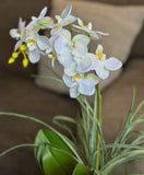 Orquideario con Mini Phalaenopsis y Follajes Artificiales en Base Cuadrada de Vidrio