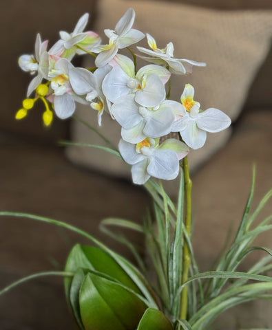 Orquideario con Mini Phalaenopsis y Follajes Artificiales en Base Cuadrada de Vidrio