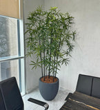 Planta Aralia Elegantísima ArtificIal de 2.20mts en Base Fibra de Vidrio