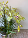 Orquideario con Cymbidium Verde Artificial en Base Tipo Espejo