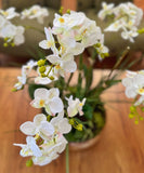 Orquideario con Mini Phalaenopsis Artificial en Base Tipo Espejo