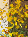 Orquideario con Oncidium Amarilla Artificial en Cilindro de Vidrio