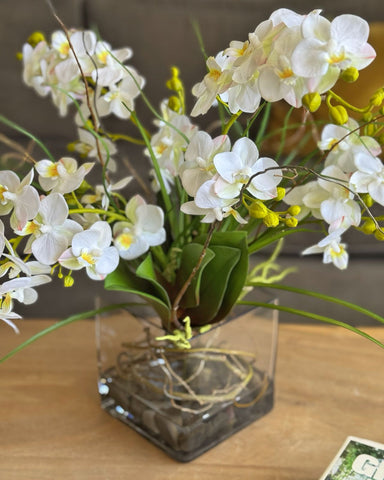 Orquideario con Mini Phalaenopsis Artificial en Base Cuadrada de Vidrio