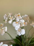 Orquideario con Mini Phalaenopsis Artificial en Base Cantera