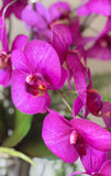 Orquideario con Phalaenopsis Morada y Follajes Artificiales en Base de Vidrio