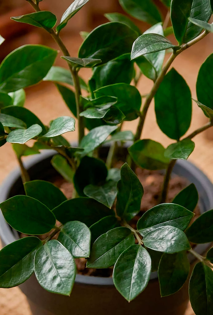 Planta Zamioculca Artificial en Base de Fibra de Vidrio
