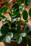Planta Zamioculca Artificial en Base de Fibra de Vidrio