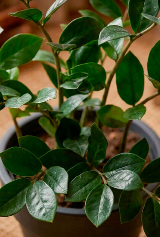 Planta Zamioculca Artificial en Base de Fibra de Vidrio