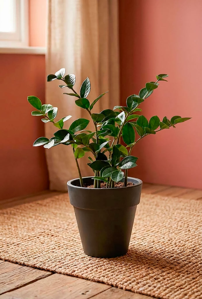 Planta Zamioculca Artificial en Base de Fibra de Vidrio