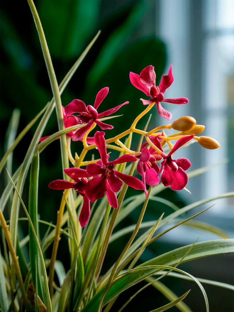 Orquideario con Mini Catleya Vino y Follajes Artificiales en Base Cantera