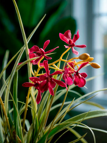 Orquideario con Mini Catleya Vino y Follajes Artificiales en Base Cantera