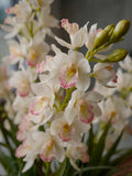 Orquideario con Cymbidium y Follajes Artificiales en Florero de Vidrio