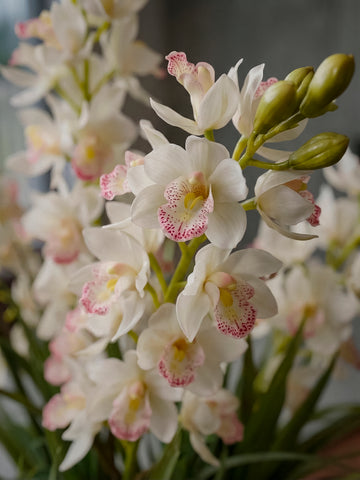 Orquideario con Cymbidium y Follajes Artificiales en Florero de Vidrio