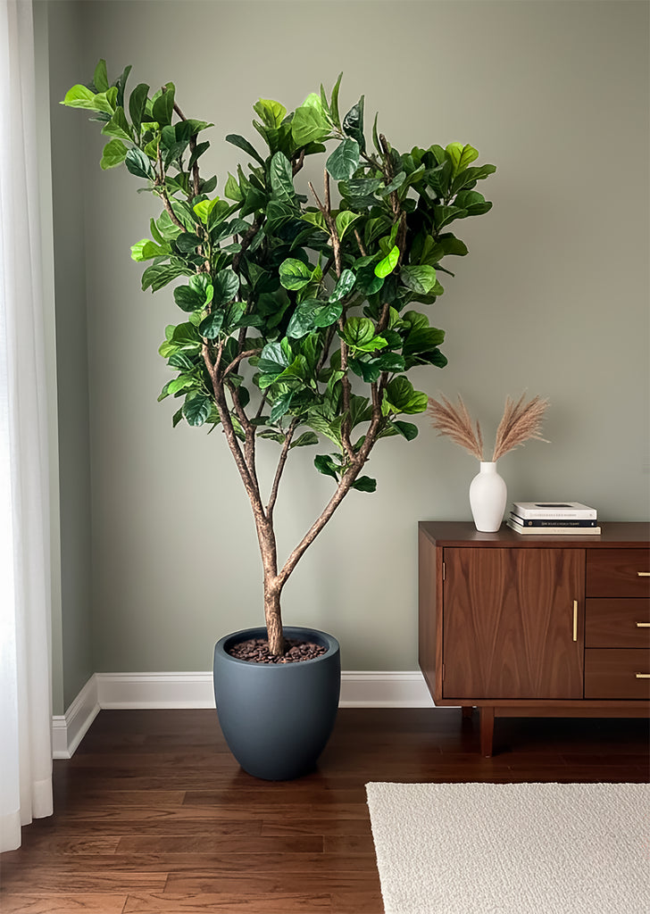 Ficus Pandurata Artificial De 2.50 mts. de Alto En Base Tibor de Fibra de Vidrio