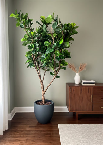 Ficus Pandurata Artificial De 2.50 mts. de Alto En Base Tibor de Fibra de Vidrio