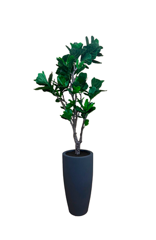 Ficus Pandurata Artificial De 2.25mts. de Alto En Base Jarrón Puente