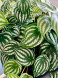 Peperomia Sandía Artificial en Base Circular