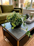 Peperomia Sandía Artificial en Base Circular