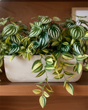 Jardinera 3/4 con Peperomia Sandía Artificial en Base Rectangular - Martha Sophia