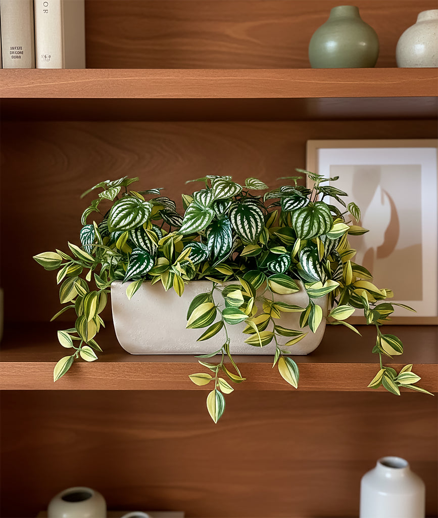 Jardinera 3/4 con Peperomia Sandía Artificial en Base Rectangular - Martha Sophia