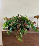 Jardinera con Stephania Erecta y Coleus Artificial en Base Rectangular