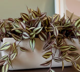 Jardinera 3/4 con Windering Artificial en Base Rectangular - Martha Sophia