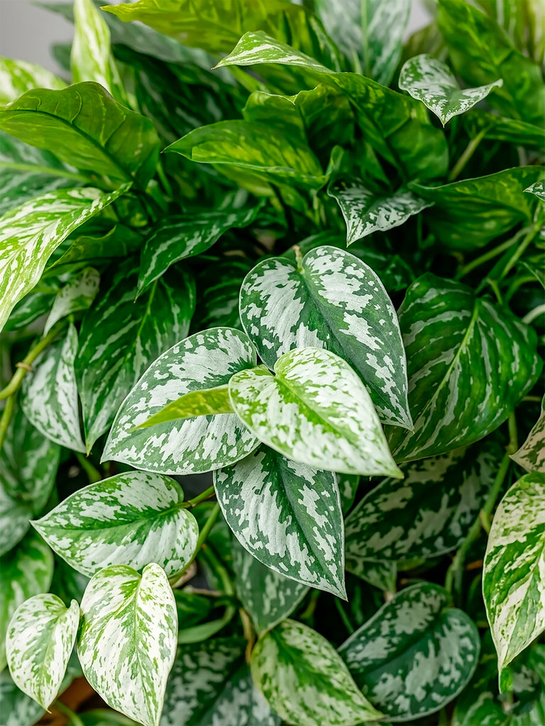 Jardinera con Aglaonema Artificial en Base Rectangular