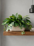 Jardinera con Aglaonema Artificial en Base Rectangular