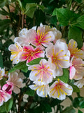 Arreglo Floral Artificial con Apple Blossom en Cilindro con Agua Acrílica (Única Pieza)