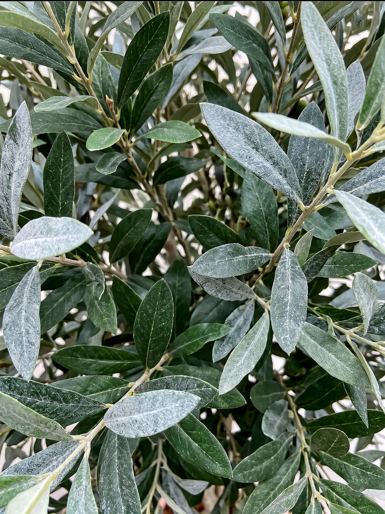 Árbol de Olivo de 2.70 mts Artificial en Base Cantera