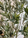 Árbol de Olivo de 2.70 mts Artificial en Base de Fibra de Vidrio