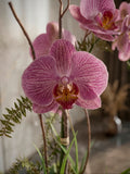 Orquideario con Phalaenopsis Rosa y Follajes Artificiales en Base Cantera