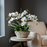 Orquideario con Phalaenopsis y Follajes Artificiales en Base Cantera - Martha Sophia