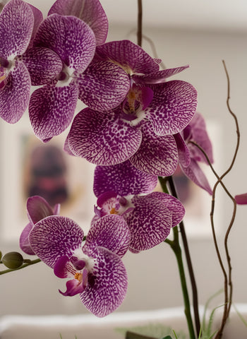 Orquideario con Dos Phalaenopsis Fucsia y Follajes Artificiales en Base Cantera - Martha Sophia