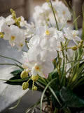 Orquideario con Mini Phalaenopsis y Follajes Artificiales en Base de Vidrio Cuadrada