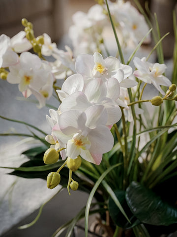 Orquideario con Mini Phalaenopsis y Follajes Artificiales en Base de Vidrio Cuadrada