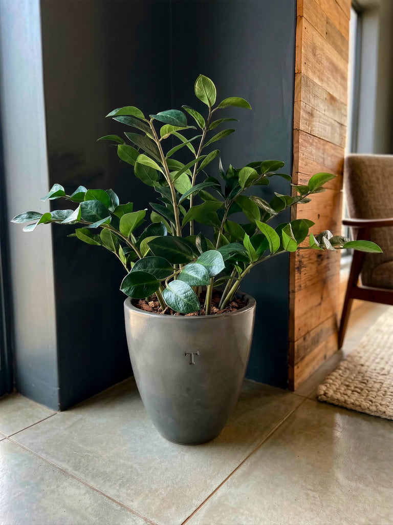 Planta Zamioculca Artificial en Base de Cerámica