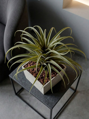 Tillandsia Artificial en Base Cuadrada