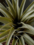 Tillandsia Artificial en Base Cuadrada