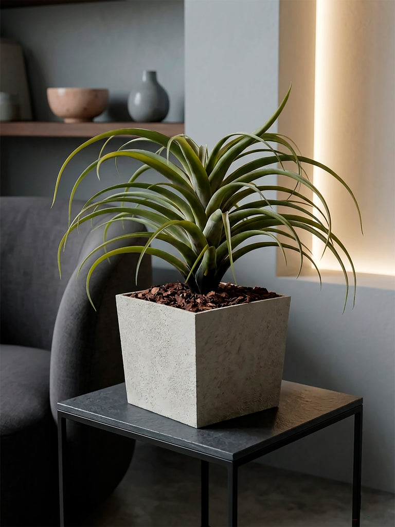 Tillandsia Artificial en Base Cuadrada