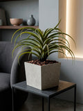 Tillandsia Artificial en Base Cuadrada