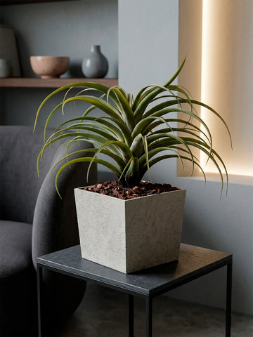 Tillandsia Artificial en Base Cuadrada