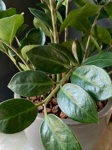 Planta Zamioculca Artificial en Base de Cerámica