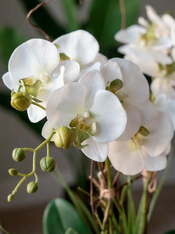 Orquideario con Dos Phalaenopsis y Follajes Artificiales en Base Rectangular