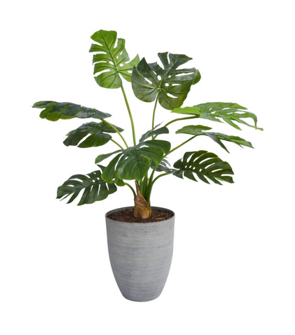 Planta Monst Adan de 1.20mts en Base de Resina Gris