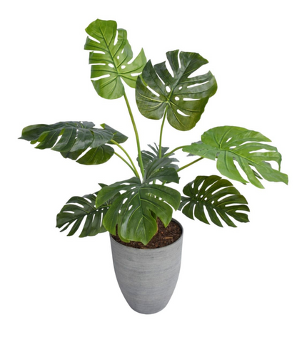 Planta Monst Adan de 1.20mts en Base de Resina Gris