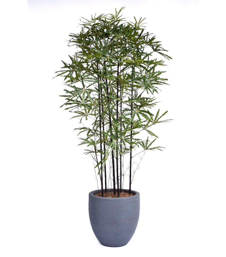 Planta Aralia Elegantísima ArtificIal de 2.20mts en Base Fibra de Vidrio