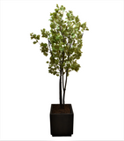 Planta Cotinus Doble 2.80 Mts de Altura en Base Vietnam Grande